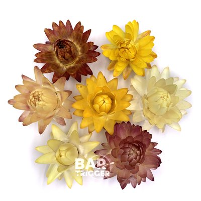 Геліхризум квіти мікс (20-23 шт) 100-675 фото