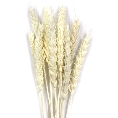 Пшеница белого цвета (пучок 8-10 шт) dflow0051 фото