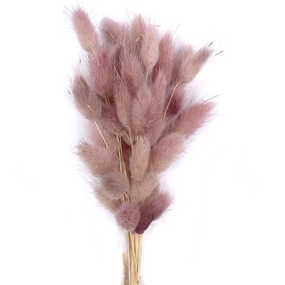 Лагурус цвет розовая пудра пучок (48-50 шт) dflow0023 фото