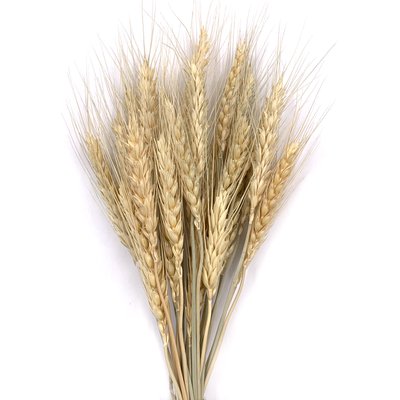 Пшеница натуральная (колос 4-6 см) dflow0070 фото